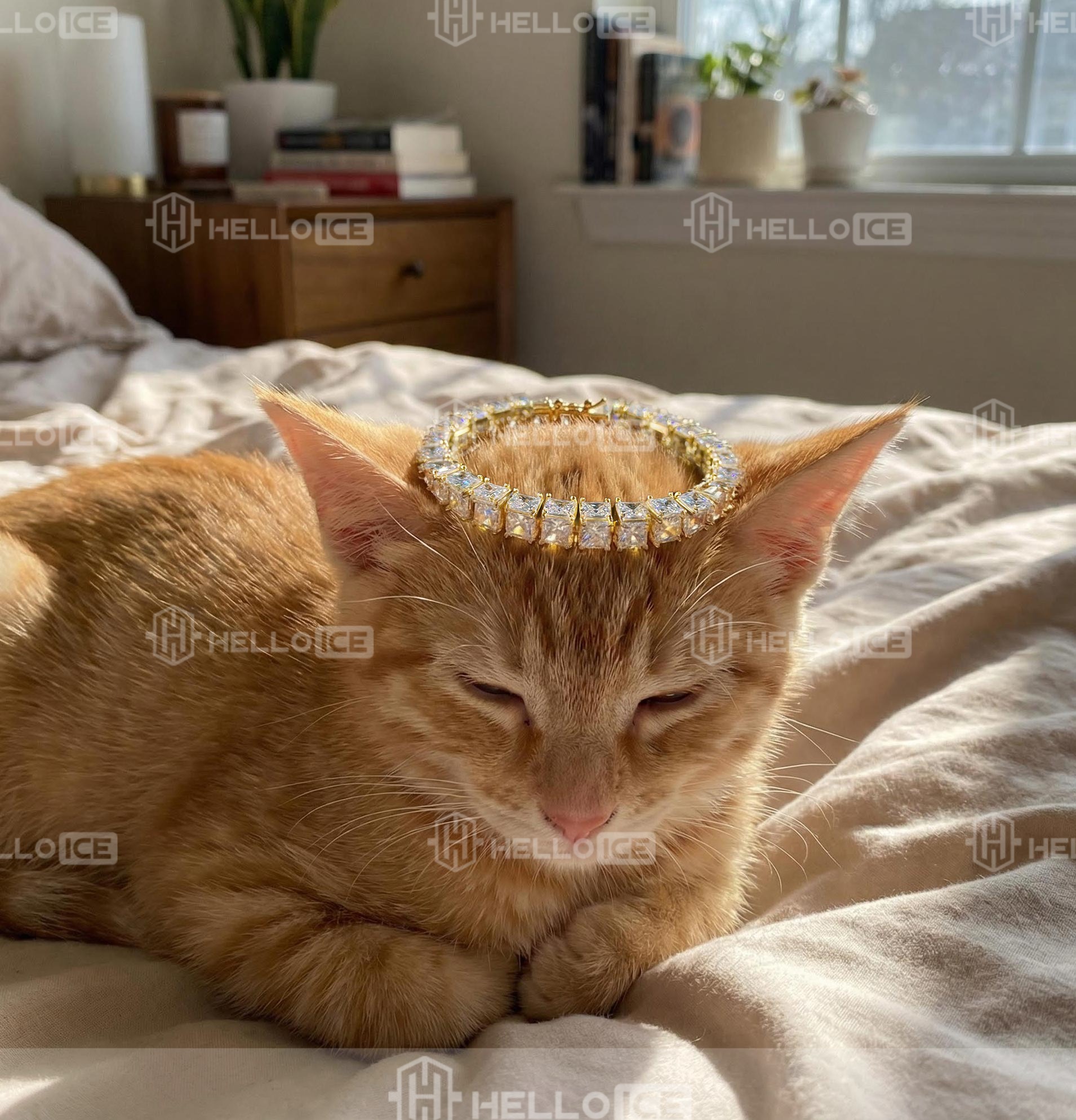 Helloice Review Image