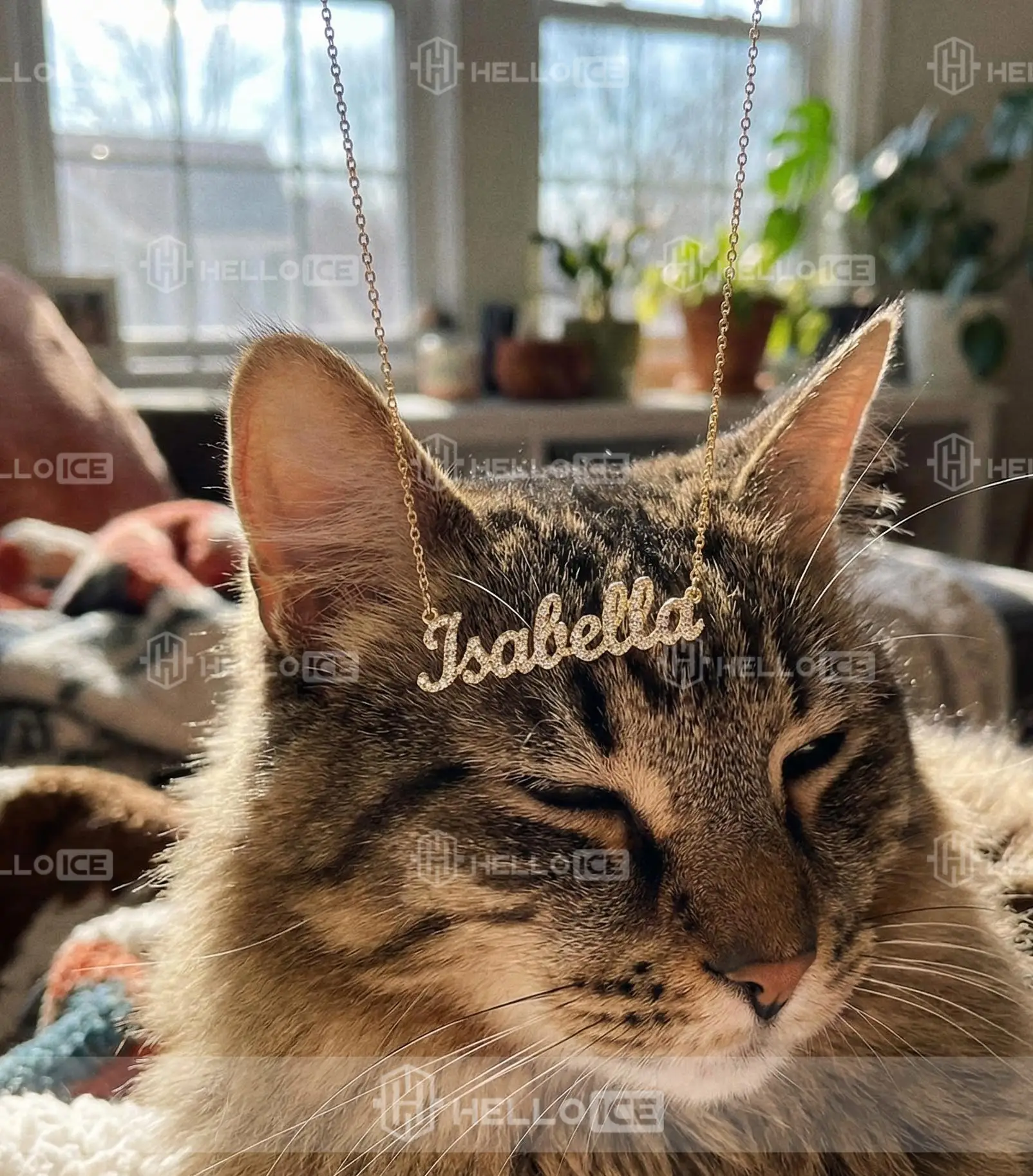 Helloice Review Image