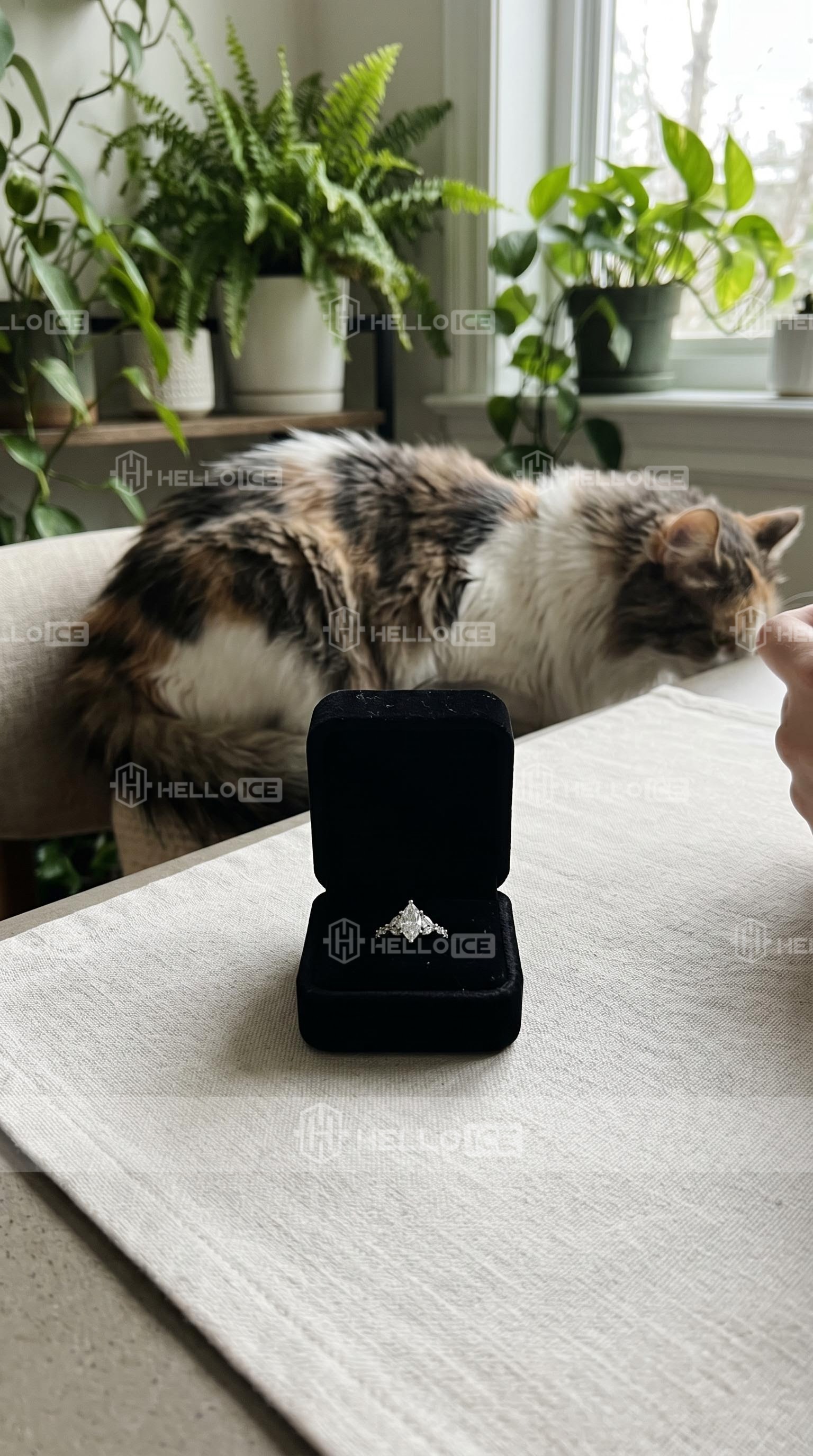 Helloice Review Image